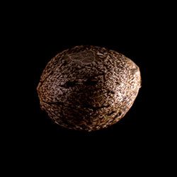 Marijuana seeds: Silver Widow, 1 Seed