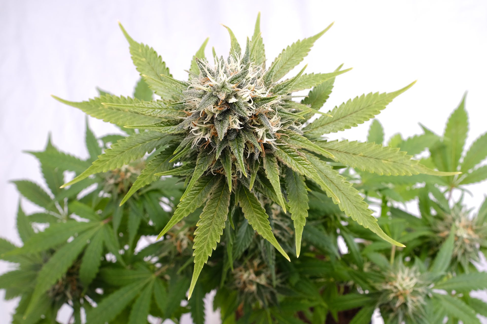 Marijuana seeds - Feminized: Silver Widow (1)