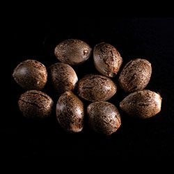 Marijuana seeds: Silver Widow, 10+3 Seed
