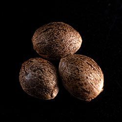 Marijuana seeds: Silver Widow, 3+1 Seed