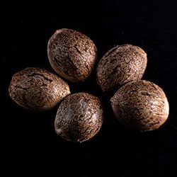 Marijuana seeds: Silver Widow, 5+2 Seed