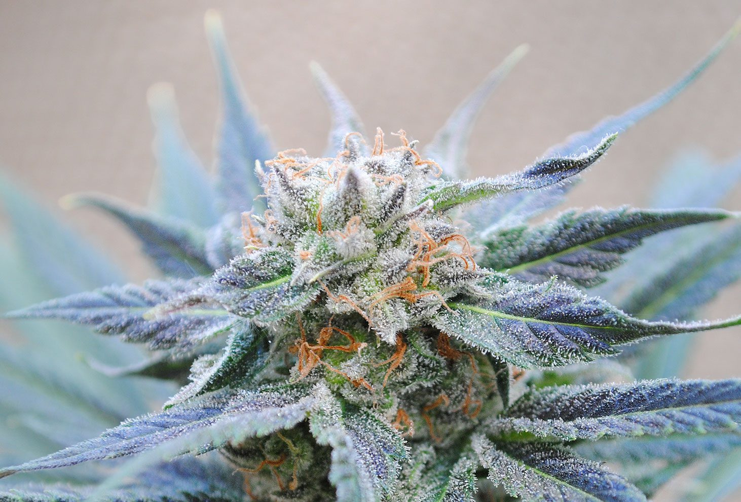 Skunk+