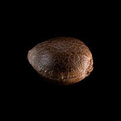 Marijuana seeds: Skunk+,  1 Seed
