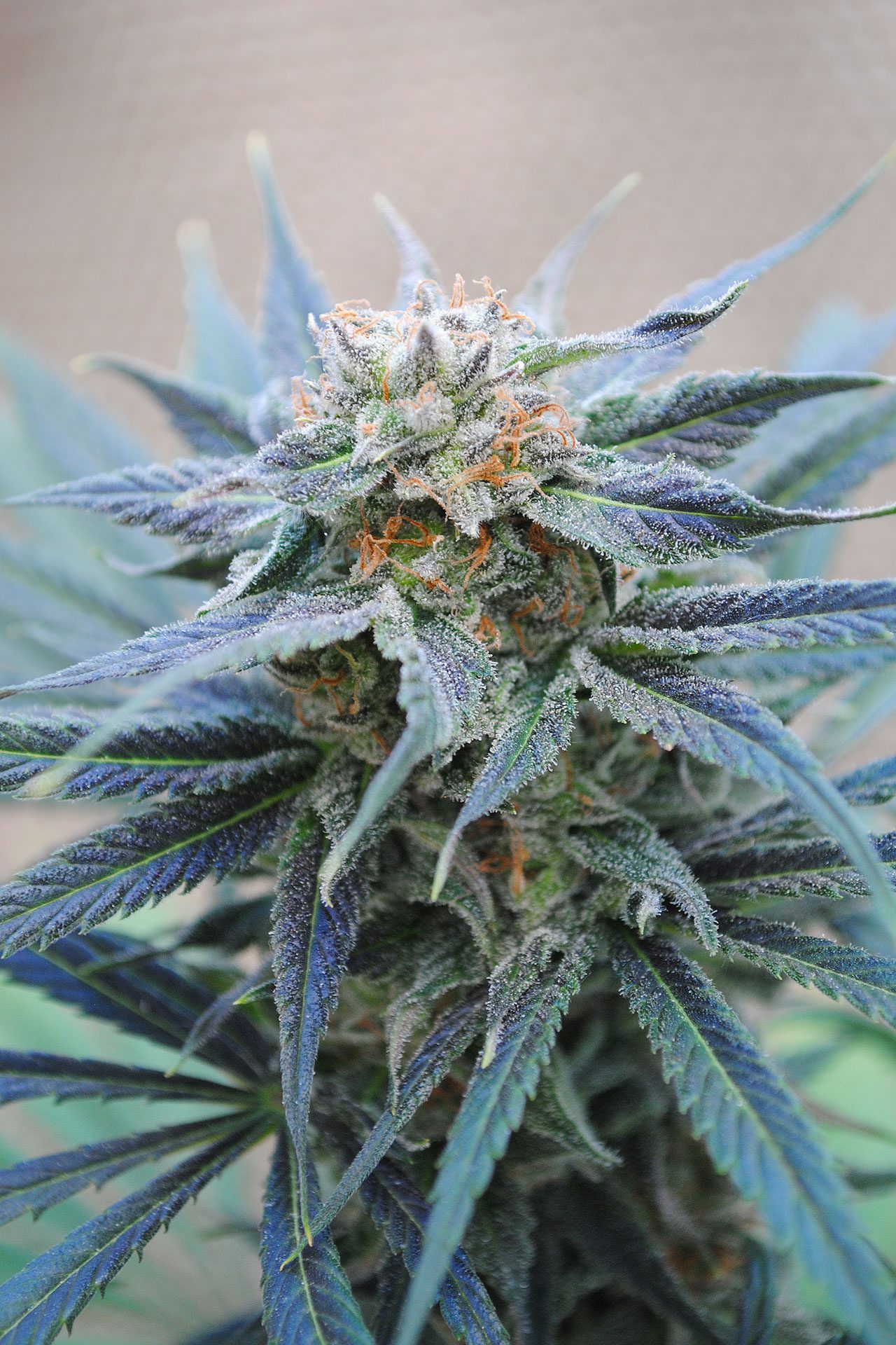 Marijuana seeds - Feminized: Skunk+ (1)