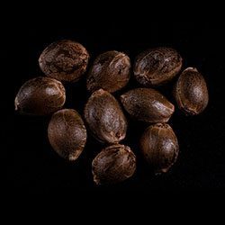 Marijuana seeds: Skunk+,  10+3 Seed