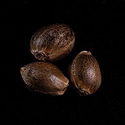 Marijuana seeds: Skunk+,  3+1 Seed