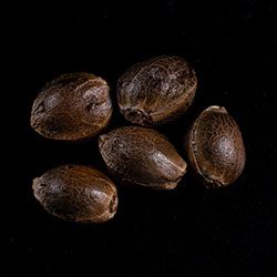 Marijuana seeds: Skunk+,  5+2 Seed