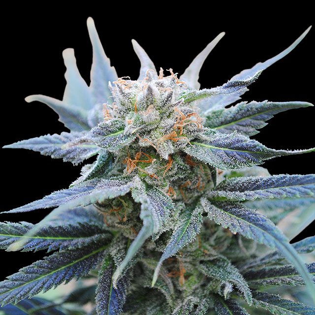 Skunk+