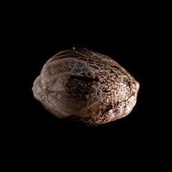 Semi di cannabis: Speedy Boom Auto, 1 Seed