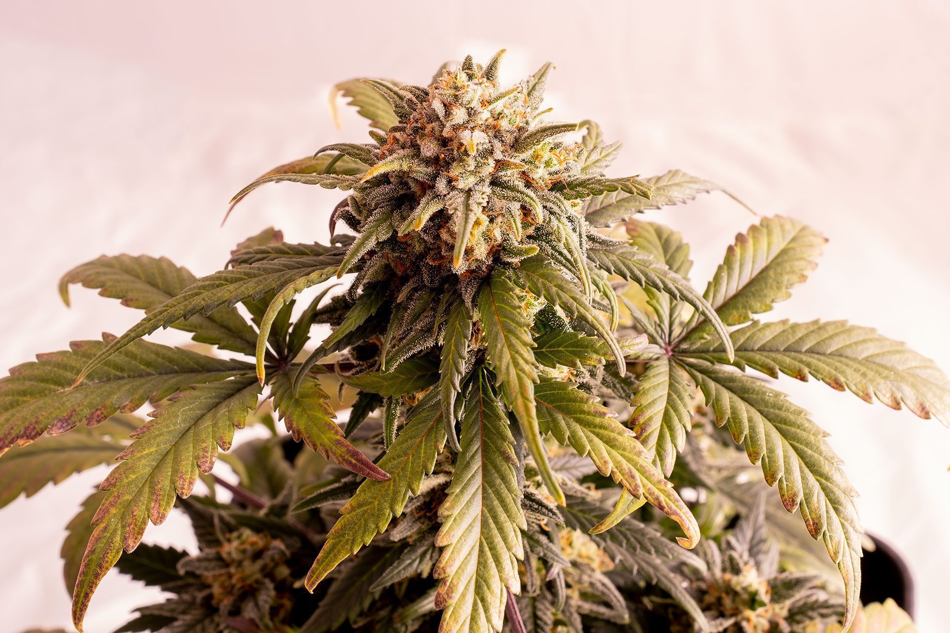 Semi di cannabis - Autofiorente: Speedy Boom Auto (1)
