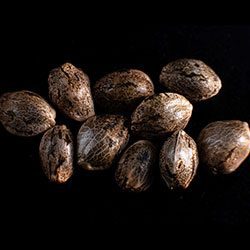Semi di cannabis: Speedy Boom Auto, 10+3 Seed
