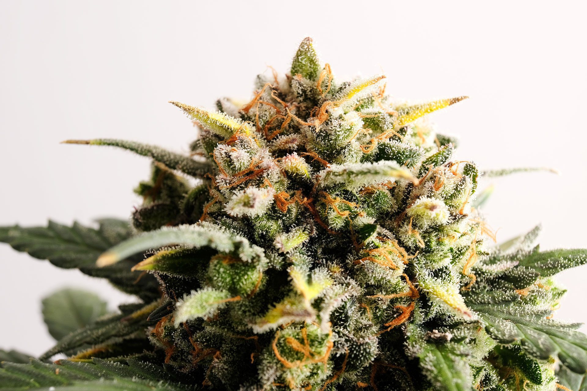 Semi di cannabis - Autofiorente: Speedy Boom Auto (2)