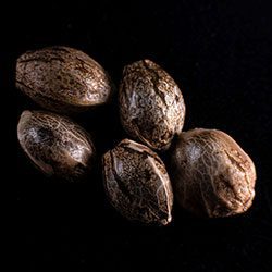 Semi di cannabis: Speedy Boom Auto, 5+2 Seed