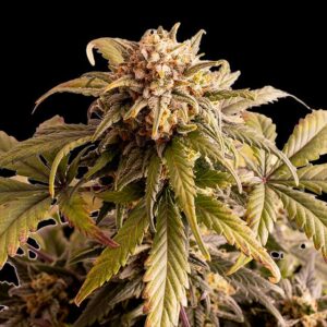 Speedy Boom Auto