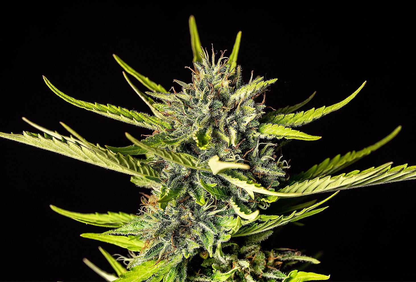 Strawberry Haze Auto