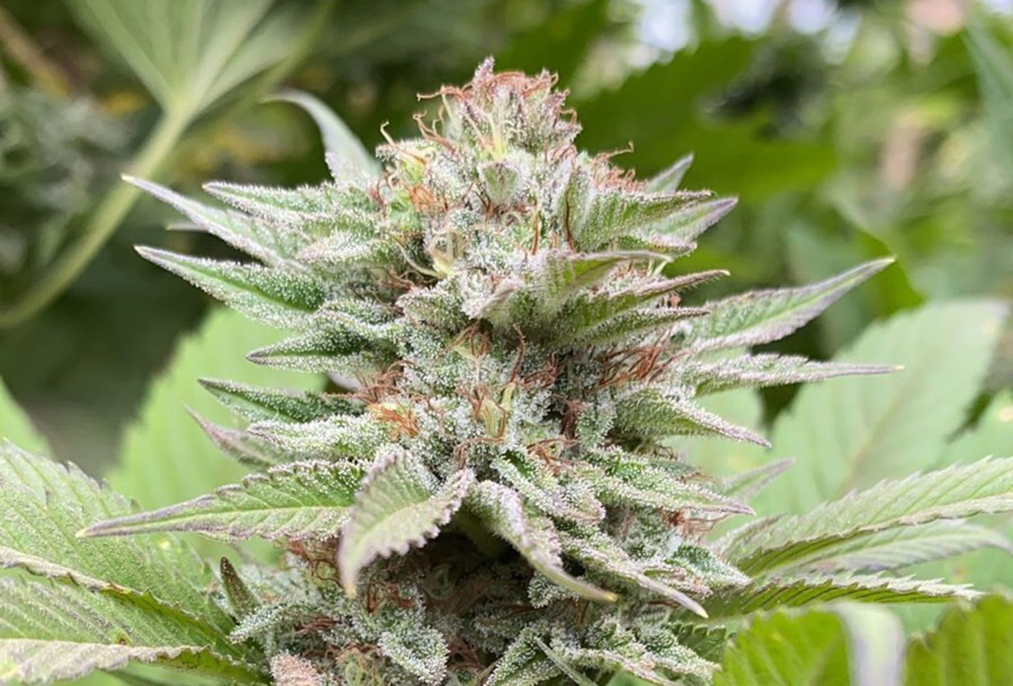 Strawberry Haze Auto
