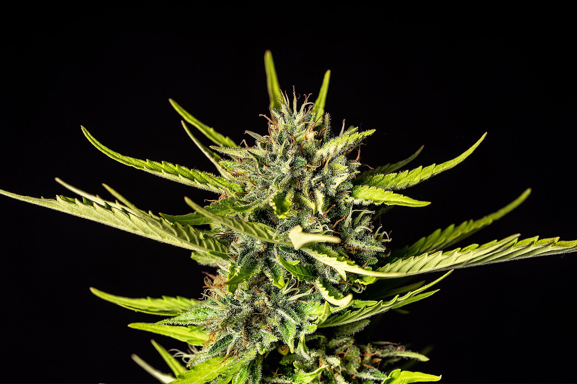 Marijuana seeds - Autoflowering: Strawberry Haze Auto (1)