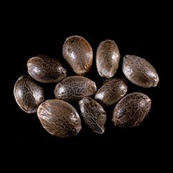 Cannabis-samen: Strawberry Haze Auto, 10+3 Seed