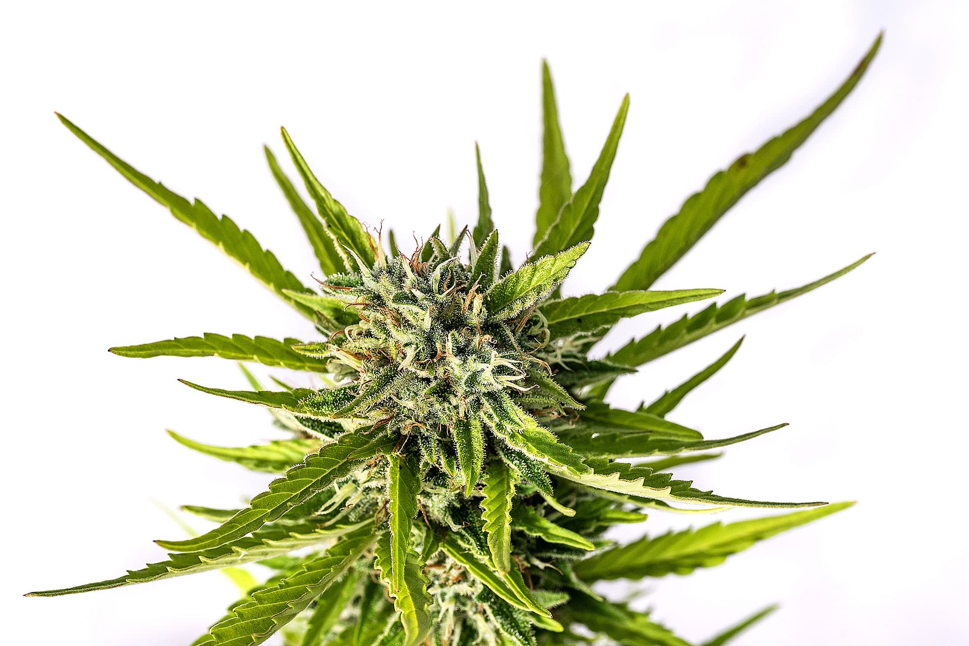 Marijuana seeds - Autoflowering: Strawberry Haze Auto (2)