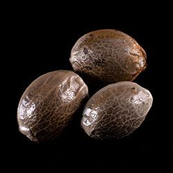 Cannabis-samen: Strawberry Haze Auto, 3+1 Seed