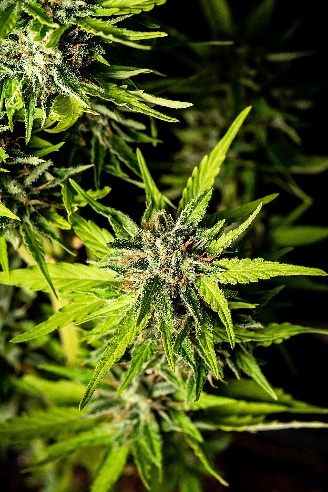Marijuana seeds - Autoflowering: Strawberry Haze Auto (3)