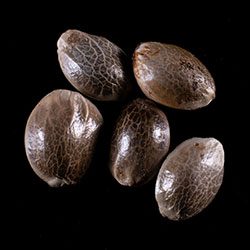 Cannabis-samen: Strawberry Haze Auto, 5+2 Seed