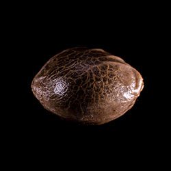 Marijuana seeds: Super Ak, 1 Seed