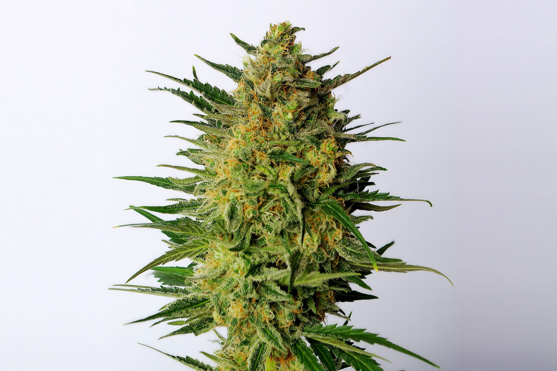 Marijuana seeds - Feminized: Super Ak (1)