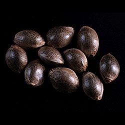 Marijuana seeds: Super Ak, 10+3 Seed