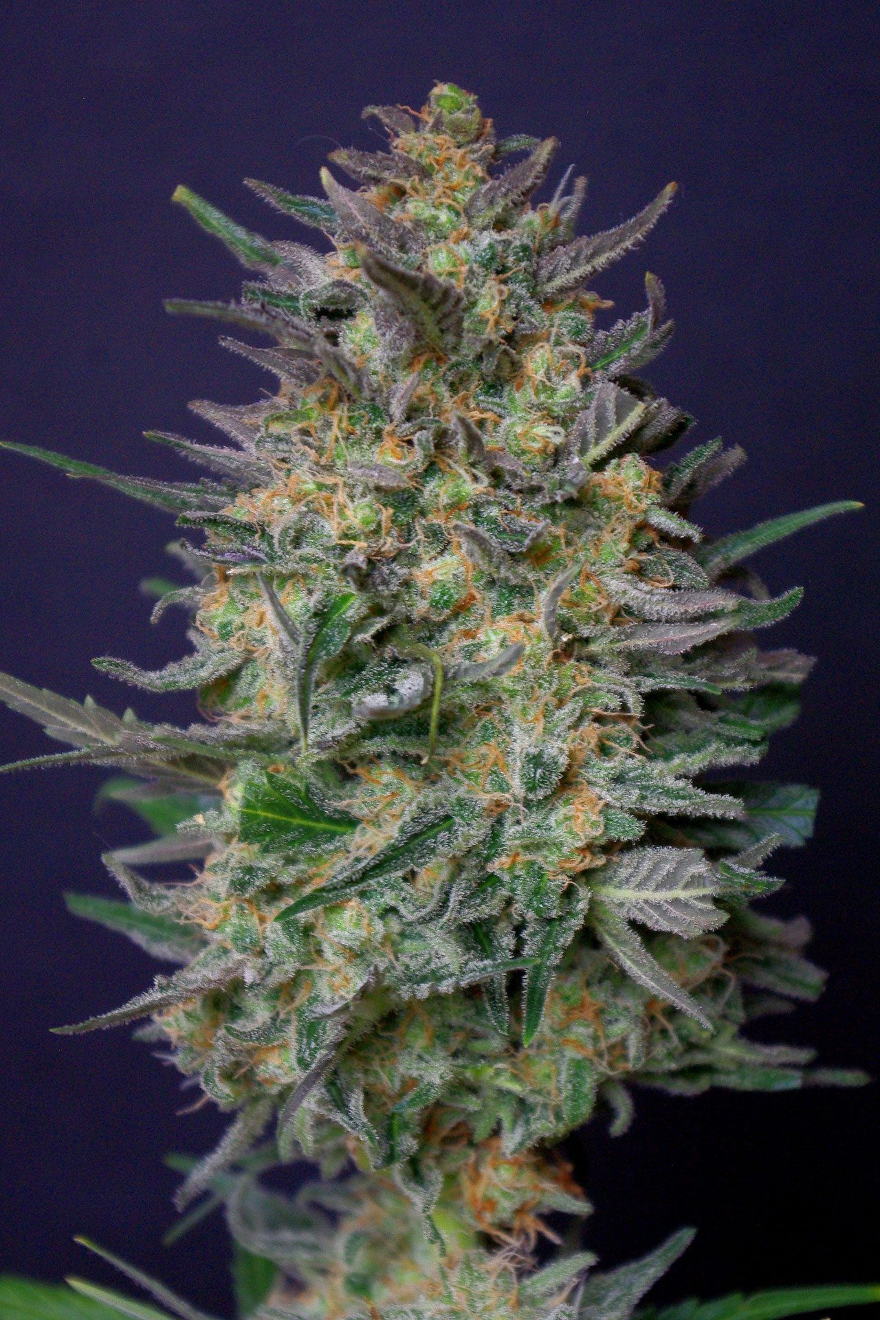 Marijuana seeds - Feminized: Super Ak (2)