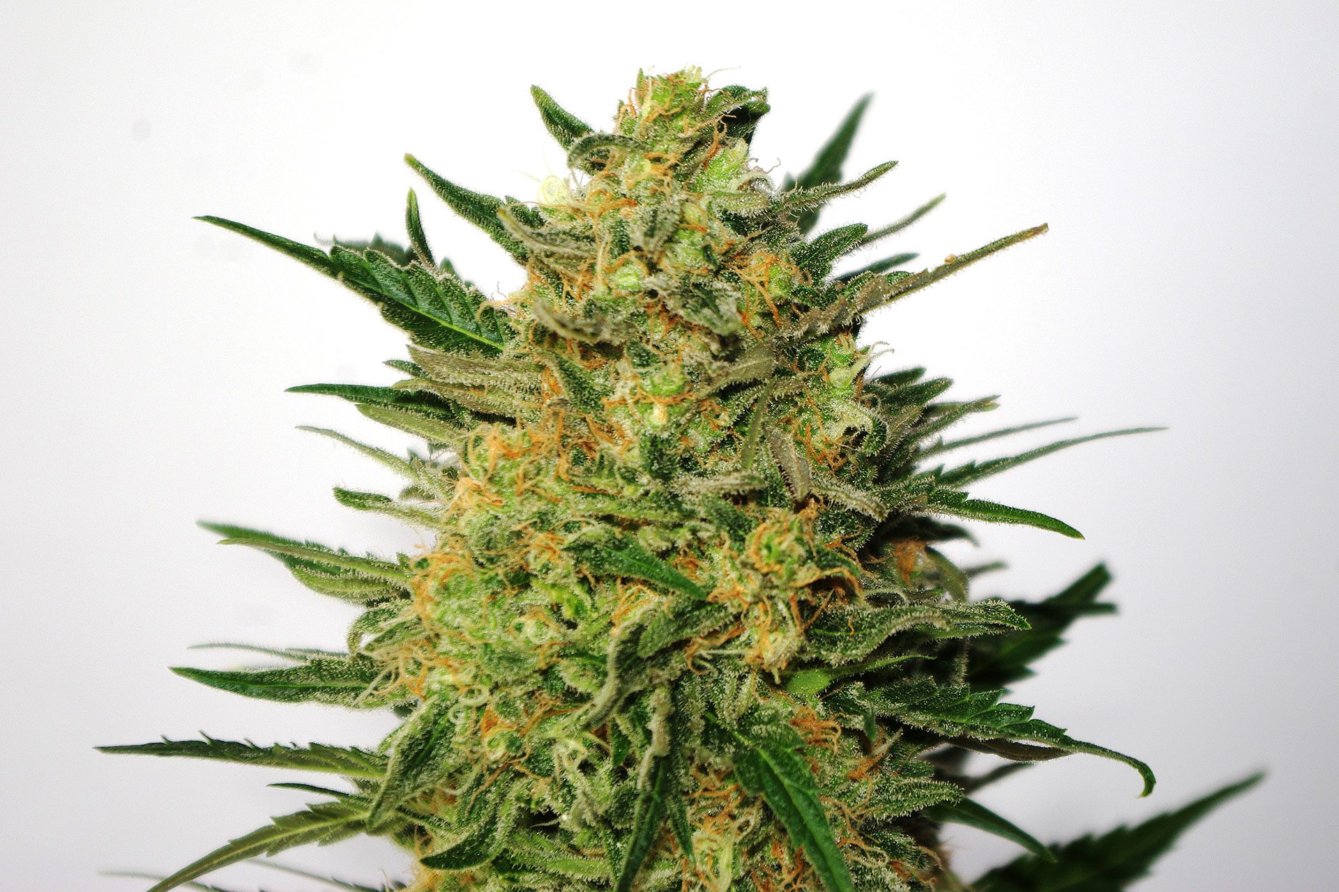 Marijuana seeds - Feminized: Super Ak (3)
