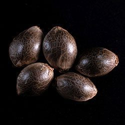 Marijuana seeds: Super Ak, 5+2 Seed