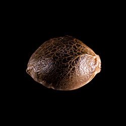 Cannabis-samen: Super OG Kush, 1 Seed