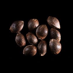 Cannabis-samen: Super OG Kush, 10+3 Seed