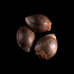 Cannabis-samen: Super OG Kush, 3+1 Seed