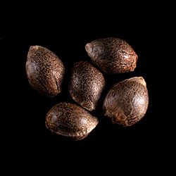 Cannabis-samen: Super OG Kush, 5+2 Seed