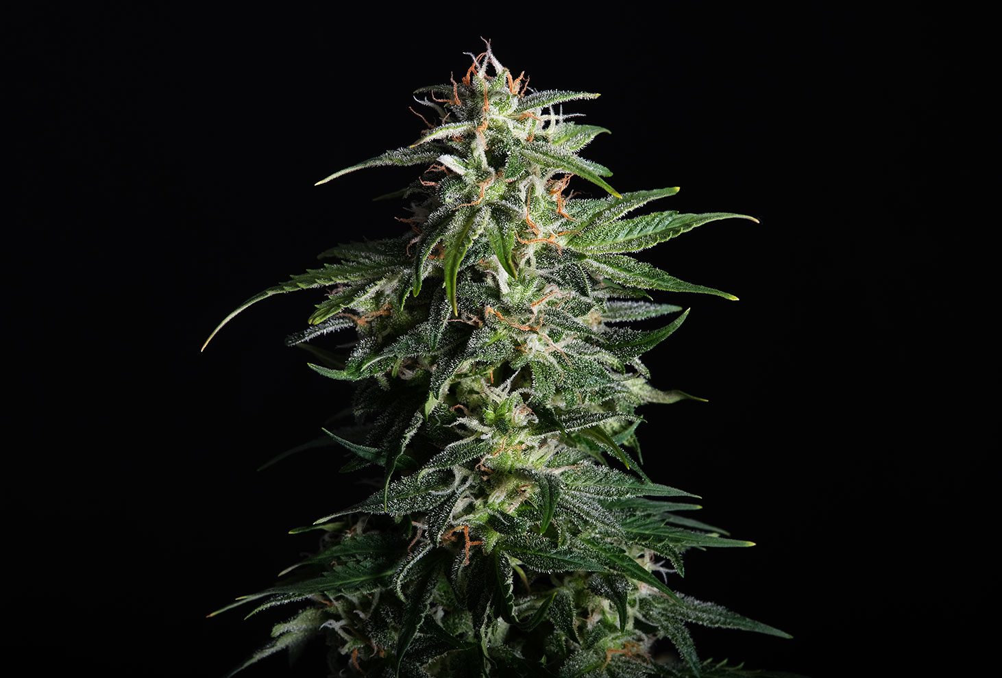 Swiss Dream Auto Cbd