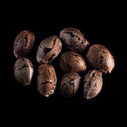 Marijuana seeds: Swiss Dream Auto Cbd, 10+3 Seed