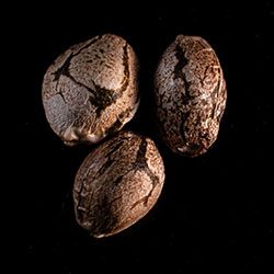 Marijuana seeds: Swiss Dream Auto Cbd, 3+1 Seed