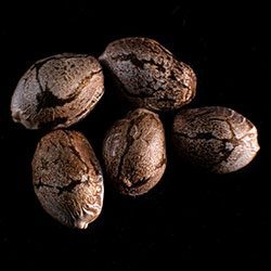 Marijuana seeds: Swiss Dream Auto Cbd, 5+2 Seed