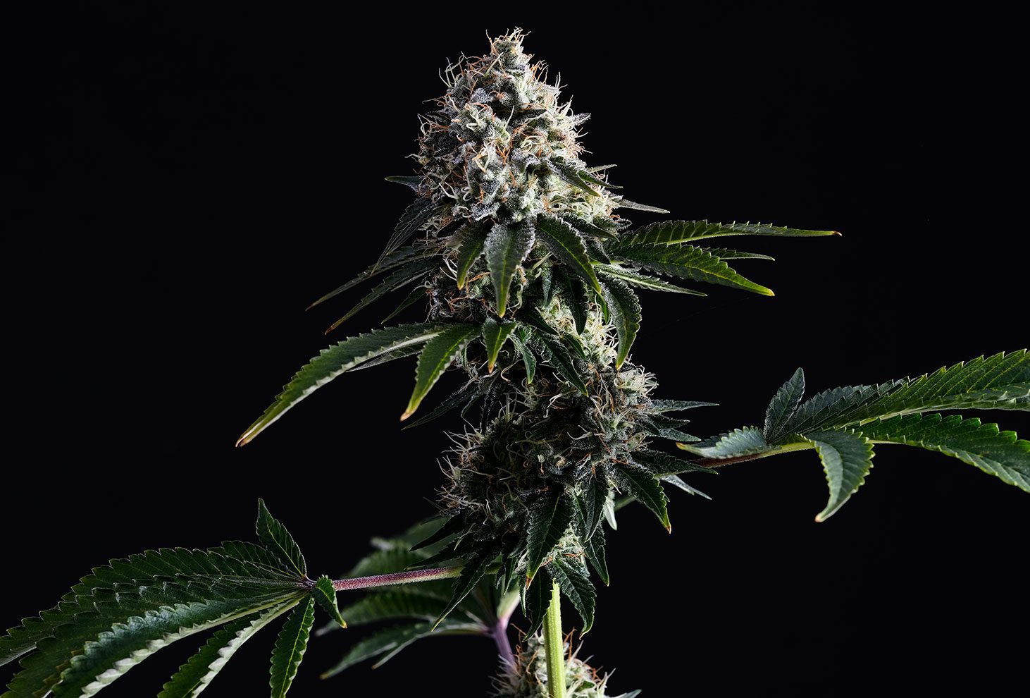 Swiss Dream Cbd