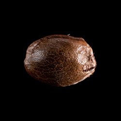 Marijuana seeds: Swiss Dream Cbd, 1 Seed