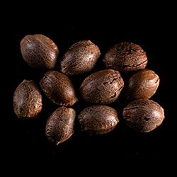 Marijuana seeds: Swiss Dream Cbd, 10+3 Seed