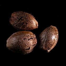 Marijuana seeds: Swiss Dream Cbd, 3+1 Seed