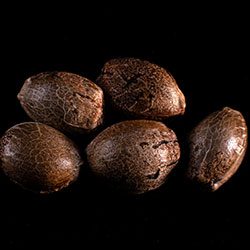 Marijuana seeds: Swiss Dream Cbd, 5+2 Seed