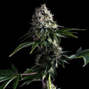 Swiss Dream Cbd