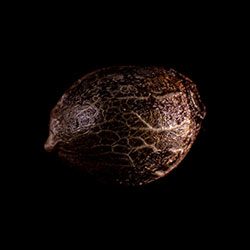 Marijuana seeds: Swiss Dream Rosé Auto Cbd, 1 Seed