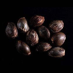 Marijuana seeds: Swiss Dream Rosé Auto Cbd, 10+3 Seed