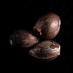 Marijuana seeds: Swiss Dream Rosé Auto Cbd, 3+1 Seed