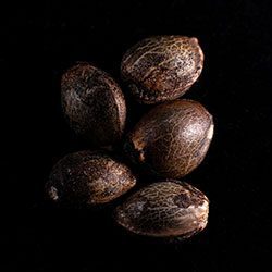 Marijuana seeds: Swiss Dream Rosé Auto Cbd, 5+2 Seed